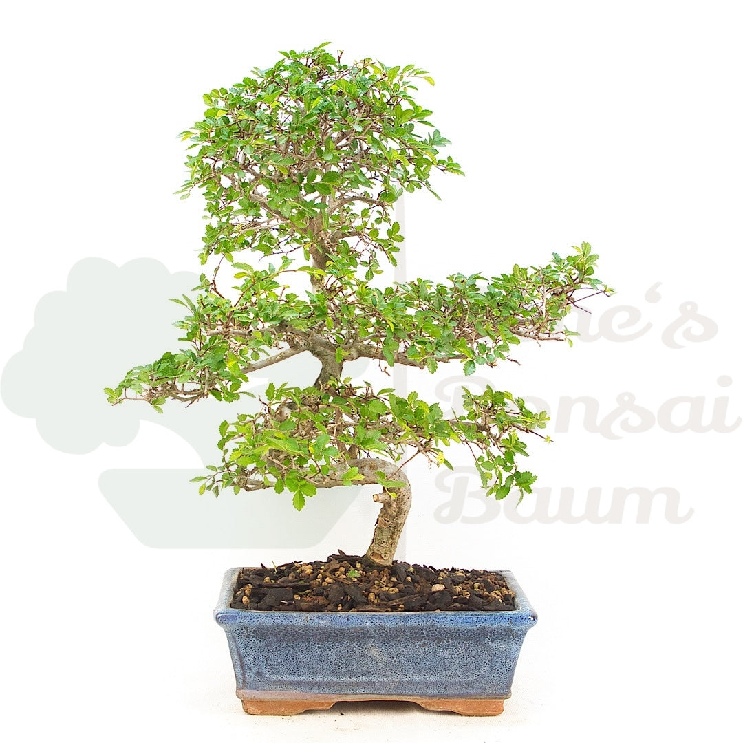 Chinesische Ulme 'Zelkova parvifolia'